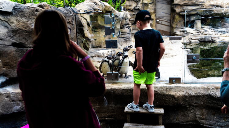 Mesker Park Zoo