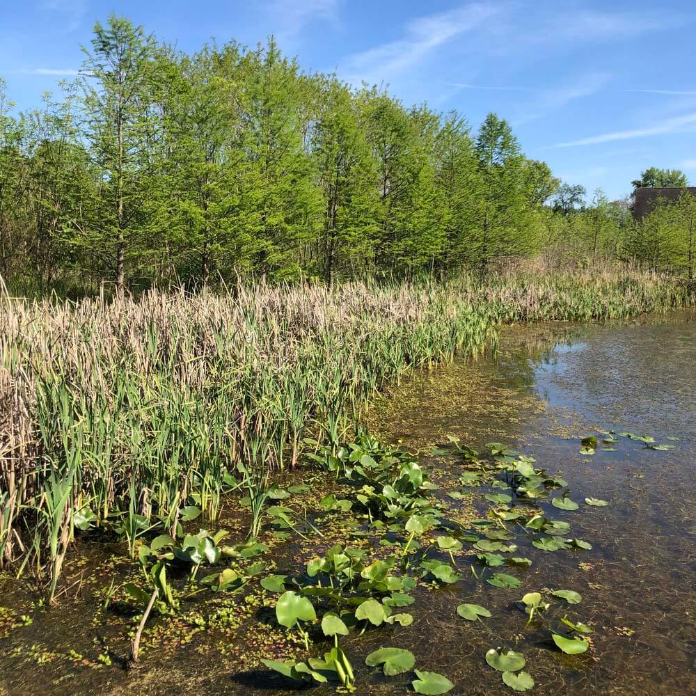 An image overlooking the wetland area in Howell Wetlands