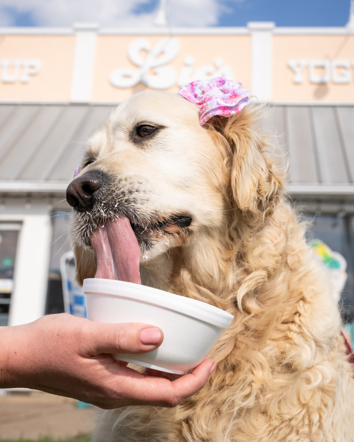 Lics Deli and Ice Cream Dog Friendly