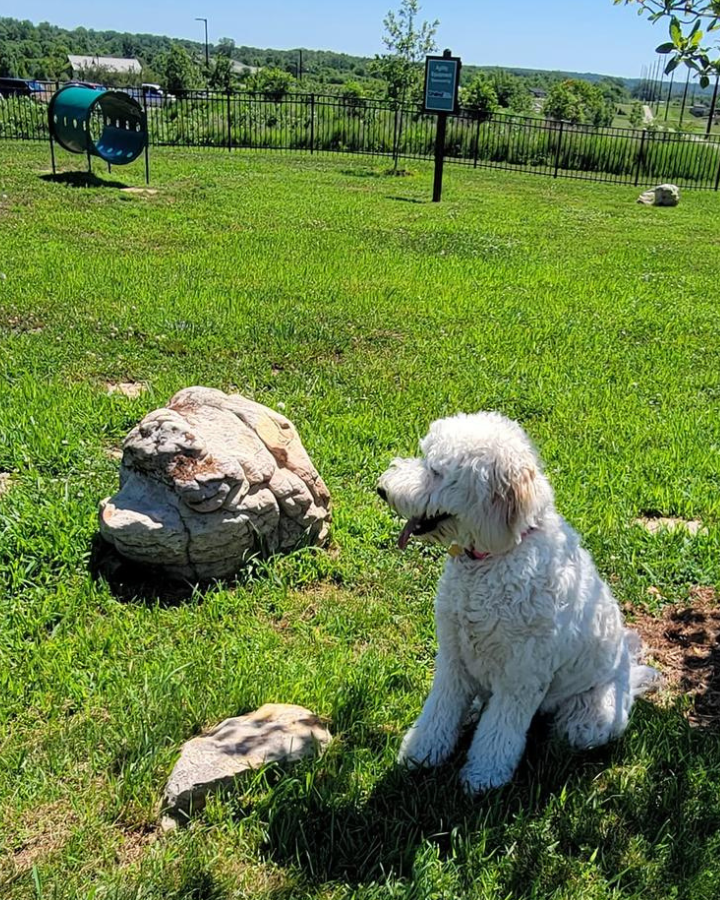 Pippero Pup Park Newburgh