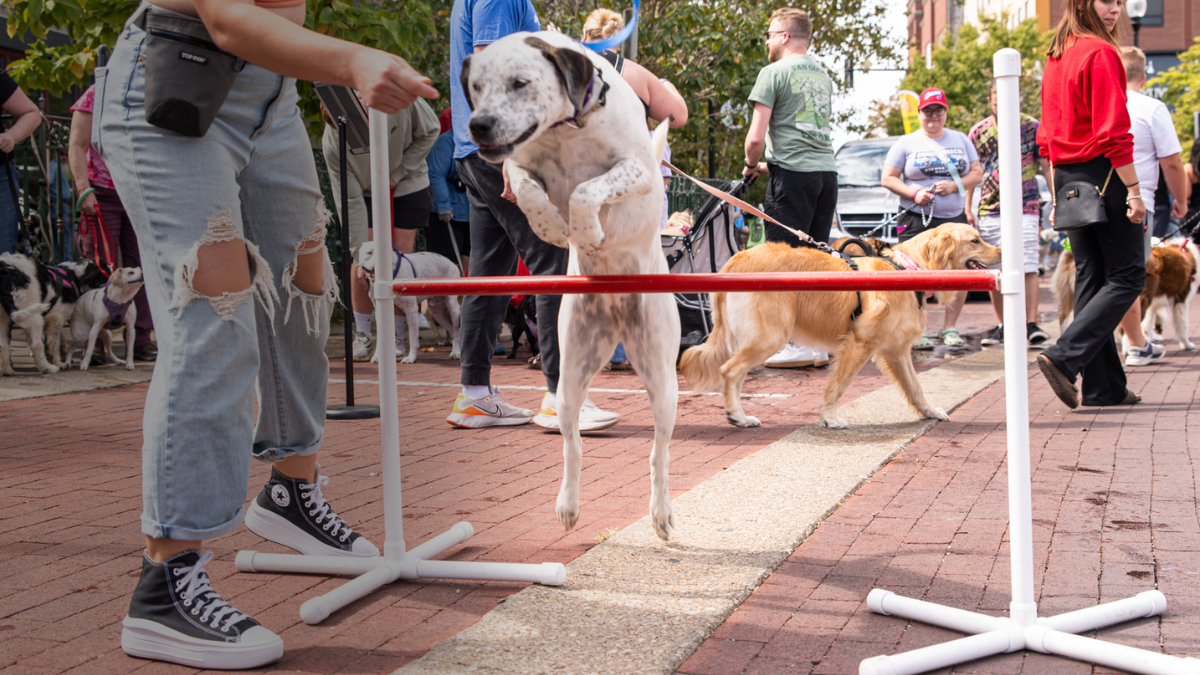 downtown dog day agility course