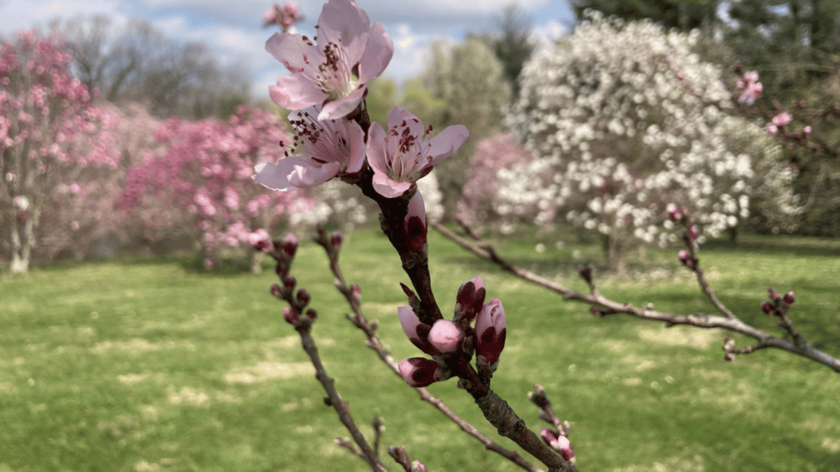 hartman arboretum