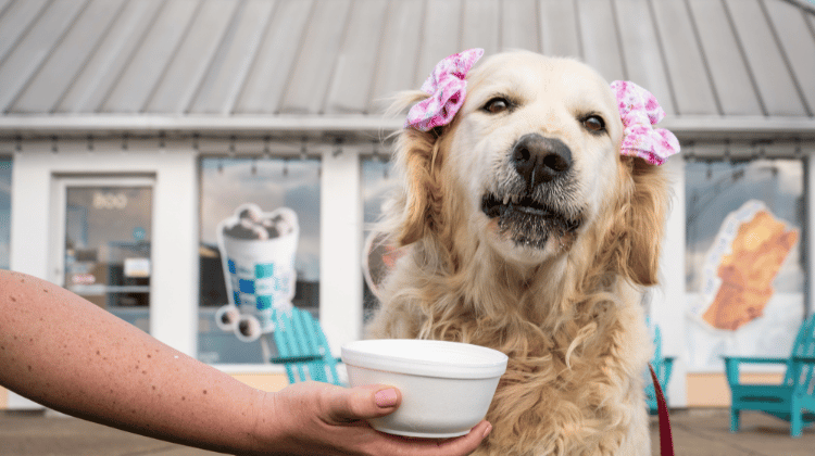 dog at lics ice cream