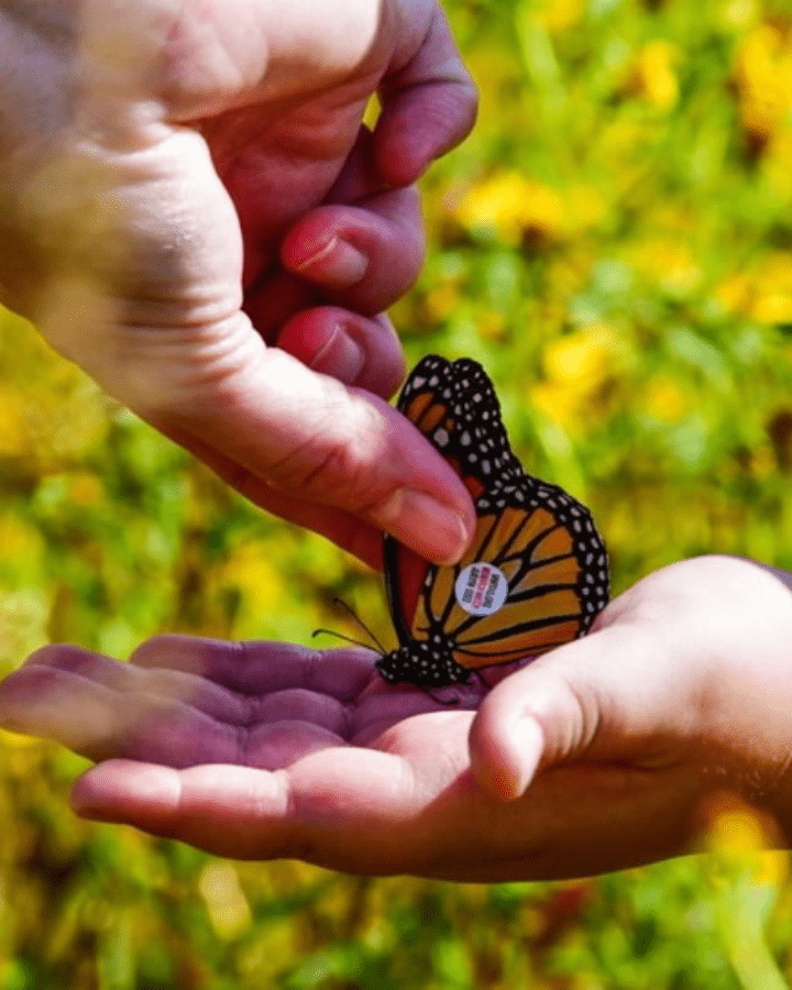 tagging a monarch butterfly