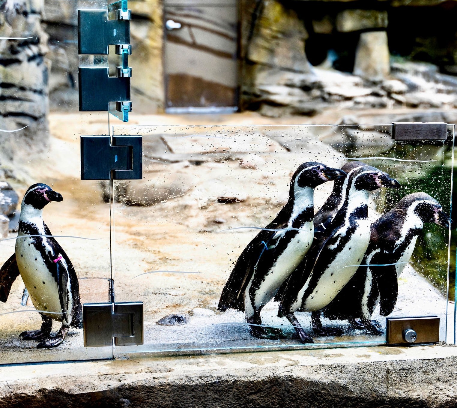 penguins cropped-min