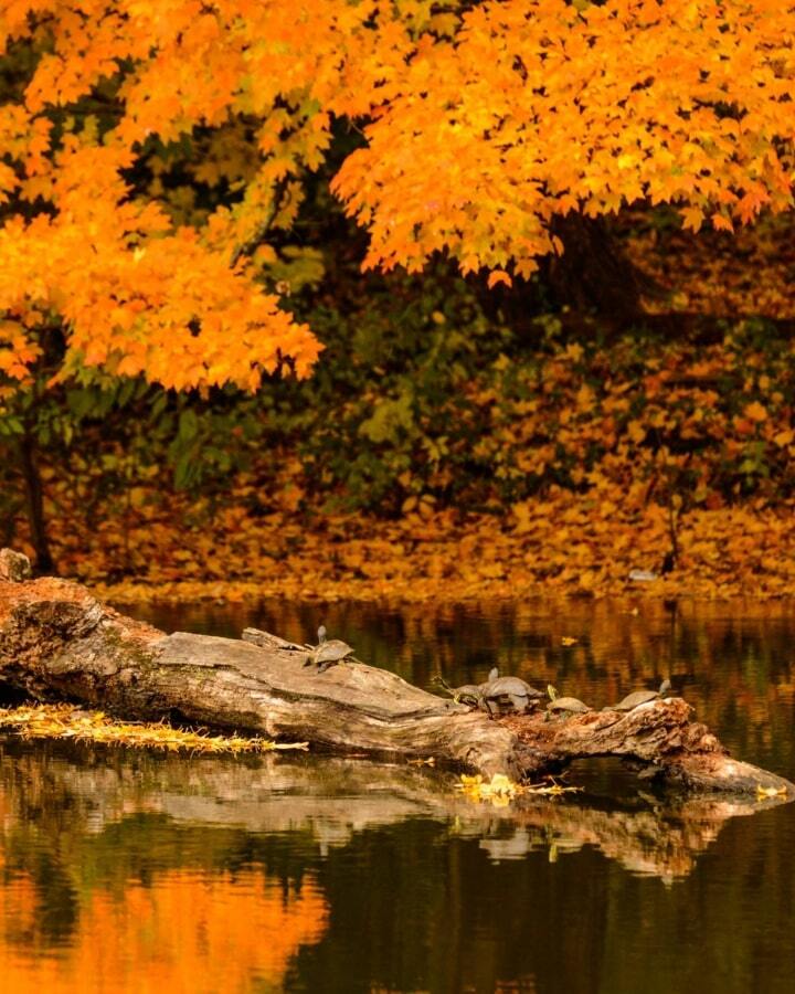 Audubon Howell Wetlands