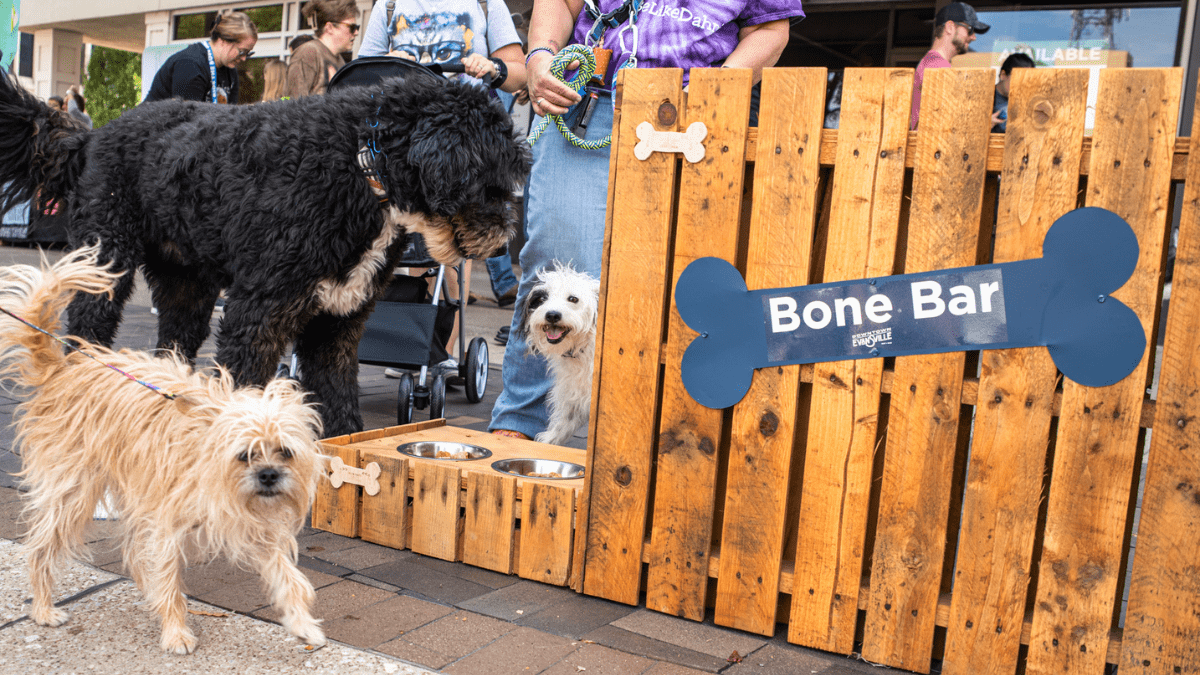 dogs at downtown dog day