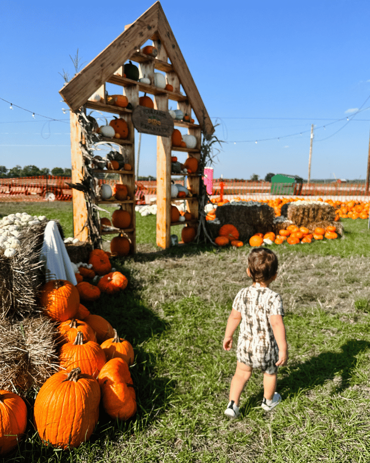 your farms pumpkins